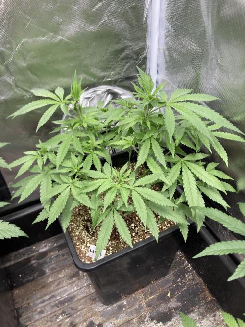 White Rhino (Green House Seeds). Week 9