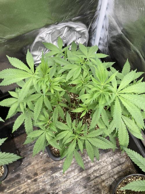 White Rhino (Green House Seeds). Week 9