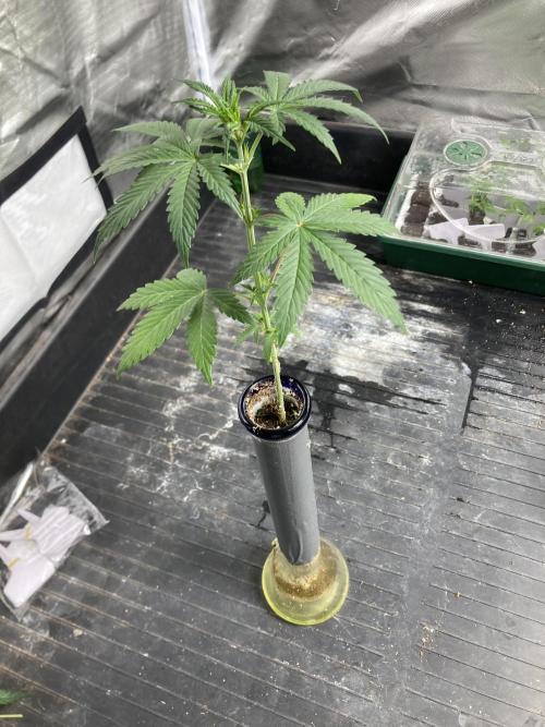 Double Smile (Mephisto Genetics). Week 4