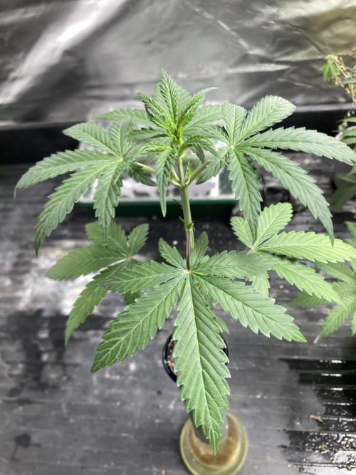 Double Smile (Mephisto Genetics). Week 4