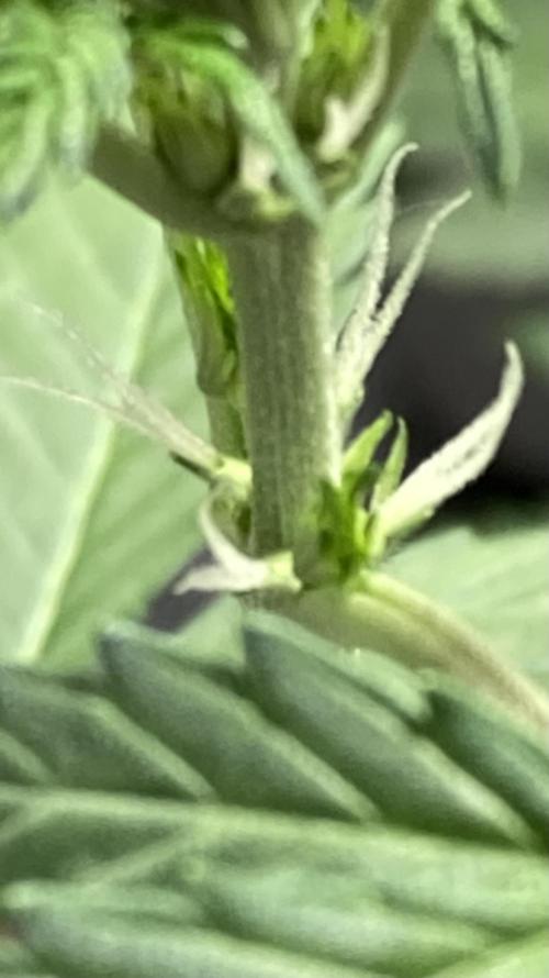 Double Smile (Mephisto Genetics). Week 4