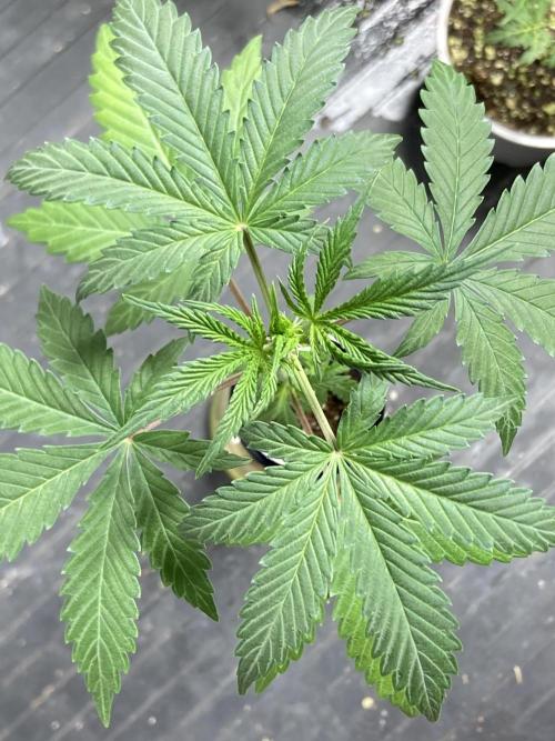 Illuminauto #52 - Double Smile. Week 4