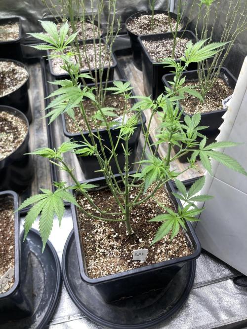 Strawberry Ak (Serious Seeds). Week 9
