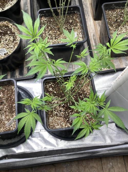 Strawberry Ak (Serious Seeds). Week 9