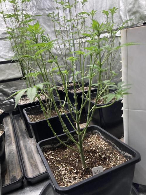 Strawberry Ak (Serious Seeds). Week 9