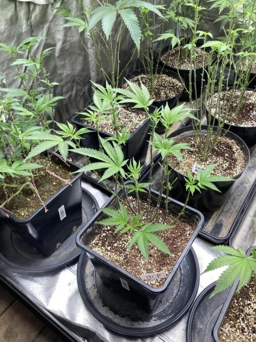 BlackCherry Punch (In House Genetics). Week 9