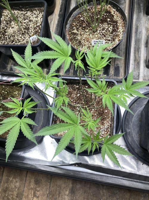 BlackCherry Punch (In House Genetics). Week 9