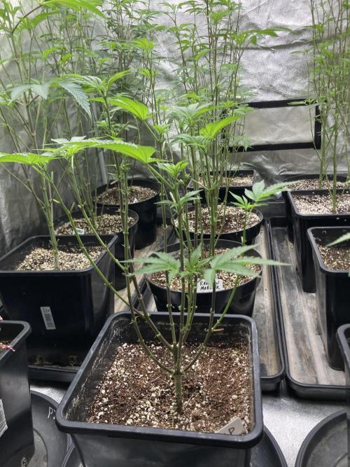 BlackCherry Punch (In House Genetics). Week 9