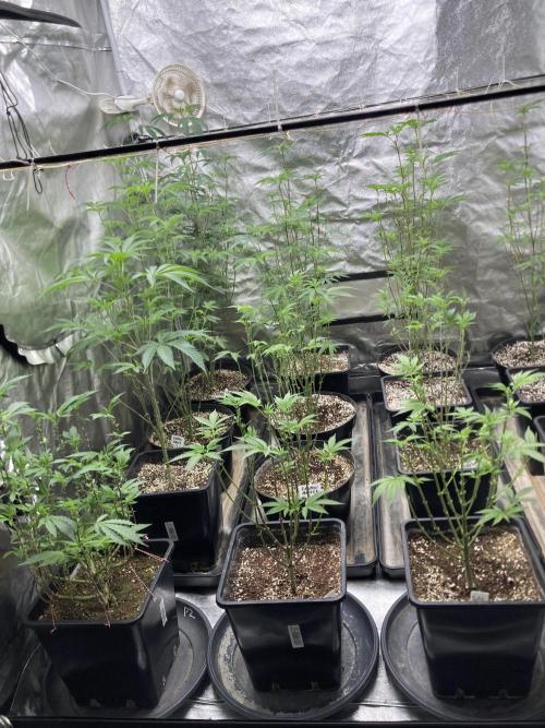 Black Cherry Punch. Week 9