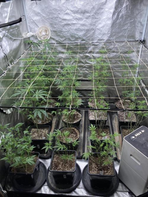 Atomic Jelly (In House Genetics). Week 9
