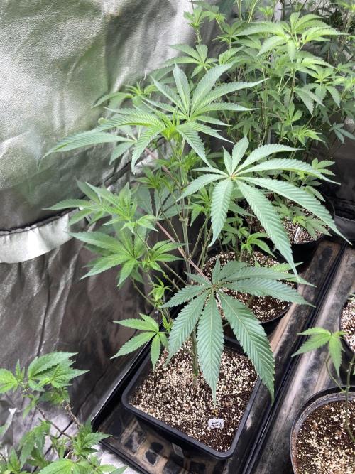 Atomic Jelly (In House Genetics). Week 9