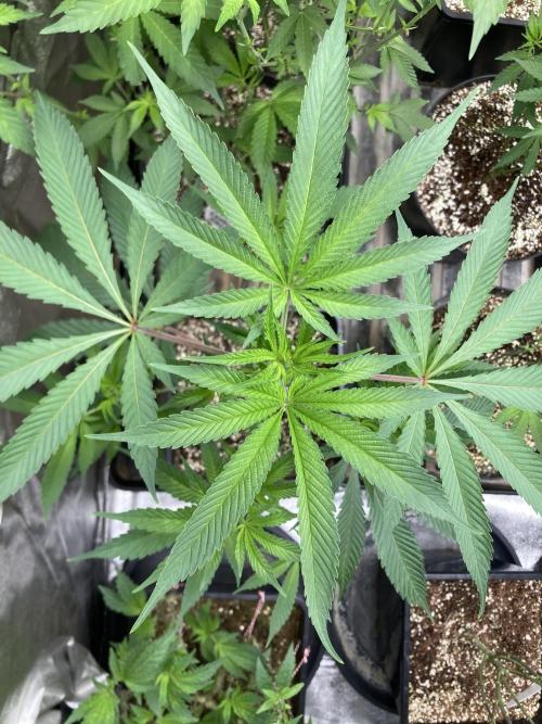 Atomic Jelly (In House Genetics). Week 9
