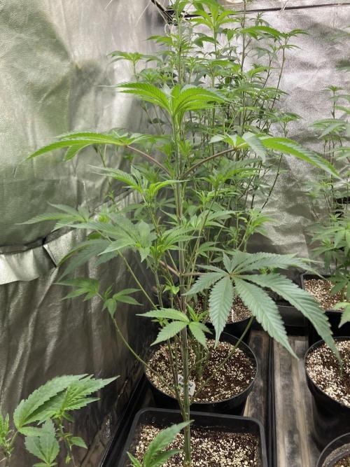 Atomic Jelly (In House Genetics). Week 9