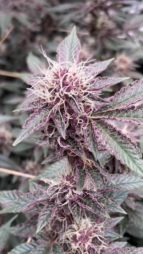 CN#6 Pora’s Purple Clones (Relentless). Week 6