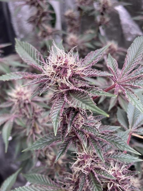 CN#6 Pora’s Purple Clones (Relentless). Week 6