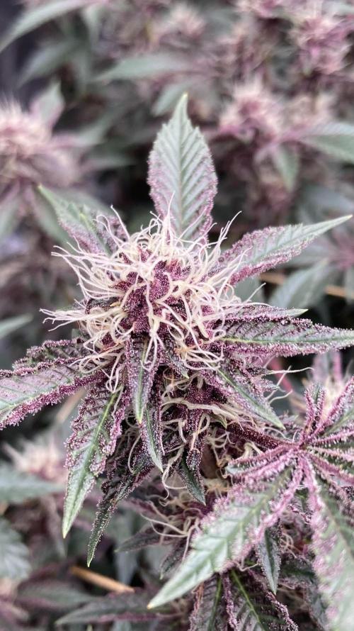 CN#6 Pora’s Purple Clones (Relentless). Week 6
