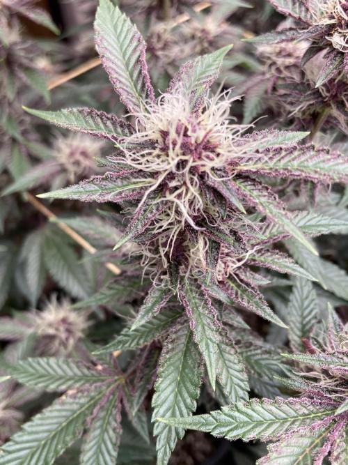 CN#6 Pora’s Purple Clones (Relentless). Week 6