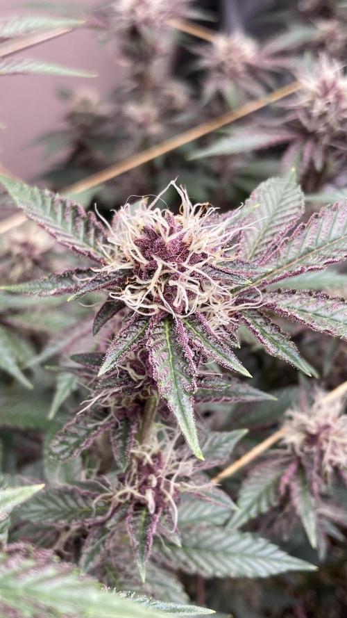 CN#6 Pora’s Purple Clones (Relentless). Week 6