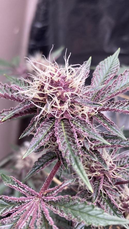 CN#6 Pora’s Purple Clones (Relentless). Week 6