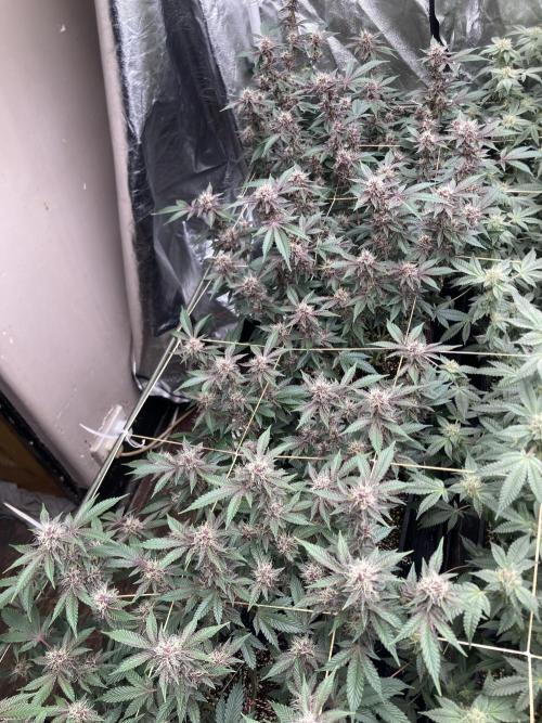 CN#6 Pora’s Purple Clones (Relentless). Week 6