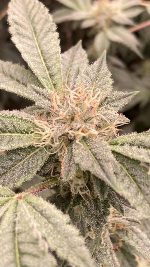 CN#2 Clones (Relentless Genetics). Week 6