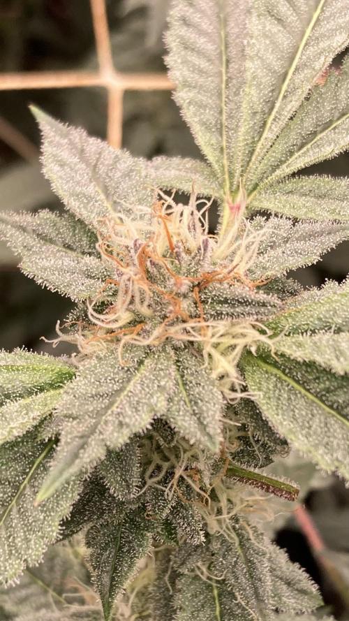 CN#2 Clones (Relentless Genetics). Week 6