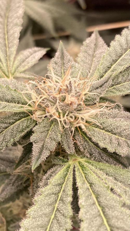 CN#2 Clones (Relentless Genetics). Week 6