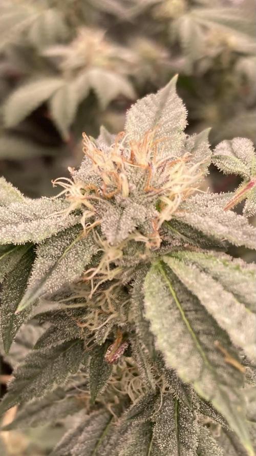 CN#2 Clones (Relentless Genetics). Week 6