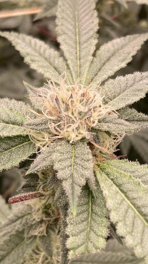 CN#2 Clones (Relentless Genetics). Week 6