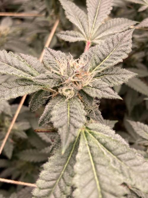 CN#2 Clones (Relentless Genetics). Week 6