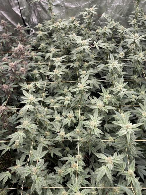 CN#2 Clones (Relentless Genetics). Week 6