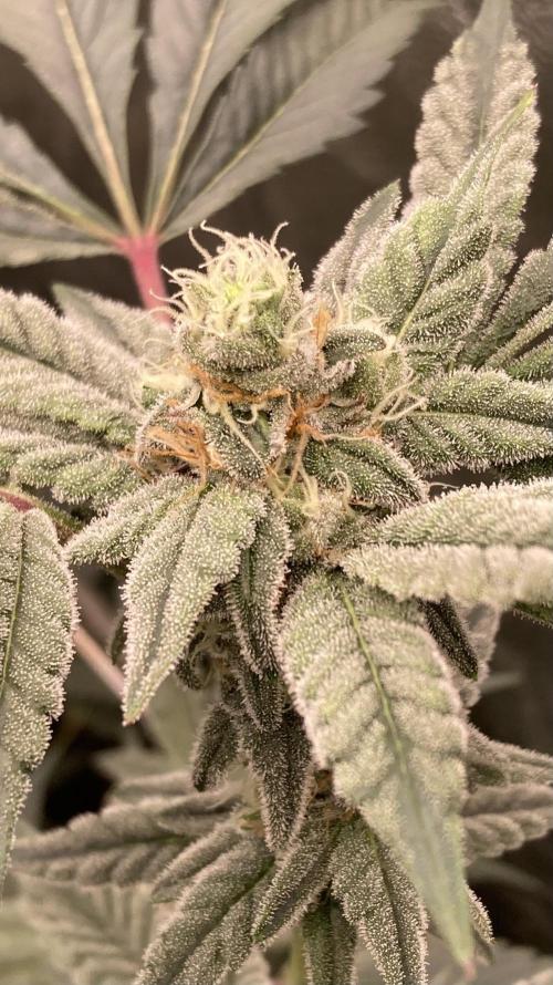 Gas Cream Runtz Clones (LIT Farms). Week 6