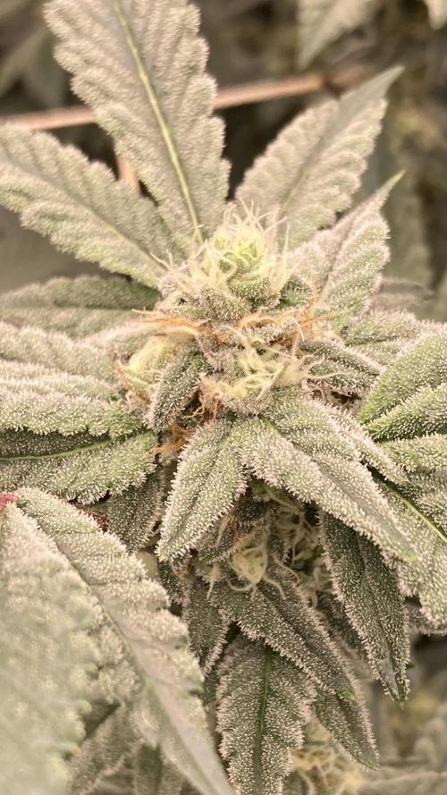 Gas Cream Runtz Clones (LIT Farms). Week 6