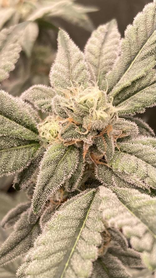 Gas Cream Runtz Clones (LIT Farms). Week 6