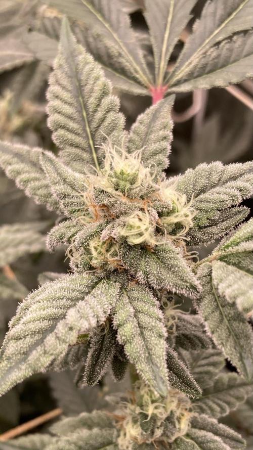 Gas Cream Runtz Clones (LIT Farms). Week 6