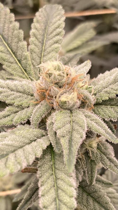 Gas Cream Runtz Clones (LIT Farms). Week 6