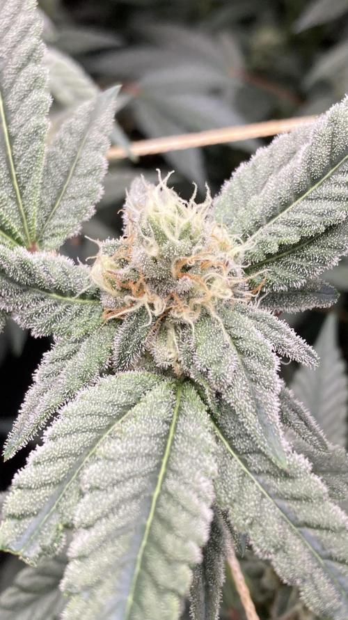 Gas Cream Runtz Clones (LIT Farms). Week 6