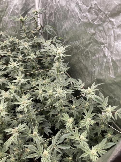 Gas Cream Runtz Clones (LIT Farms). Week 6