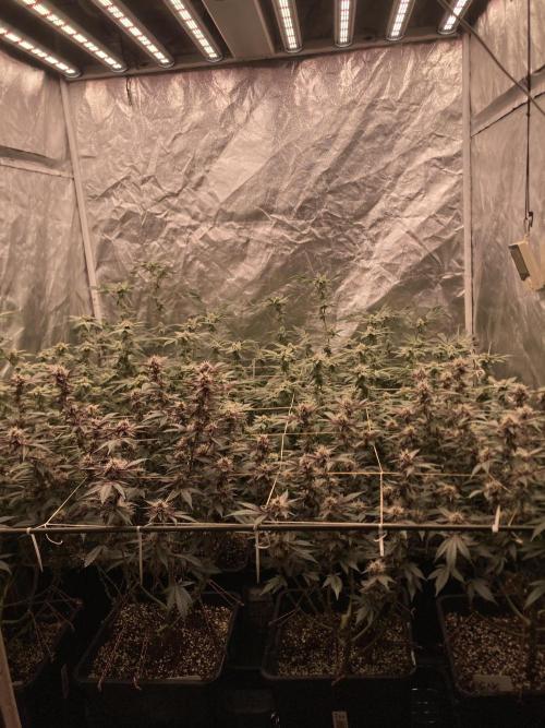 Gas Cream Runtz Clones (LIT Farms). Week 6