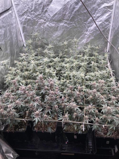 Gas Cream Runtz. Week 6