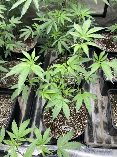 Rainbow Marker Clones (Lit Farms). Week 2