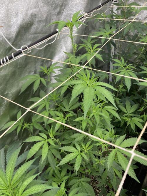 Rainbow Marker Clones (Lit Farms). Week 2