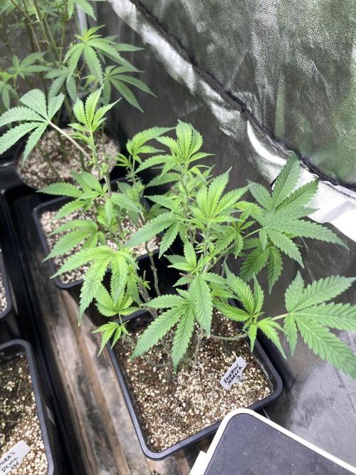 Rainbow Marker Clones (Lit Farms). Week 2