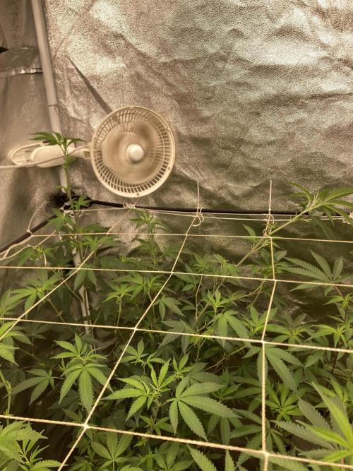Rainbow Marker Clones (Lit Farms). Week 2