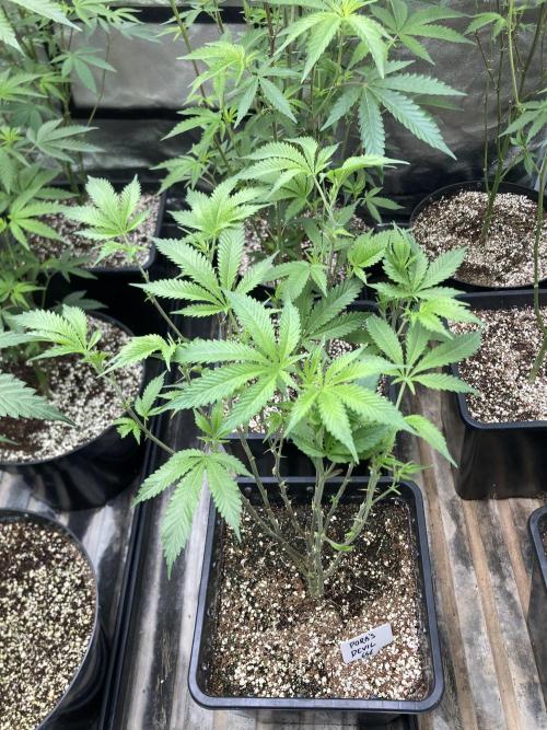 Rainbow Marker Clones (Lit Farms). Week 2