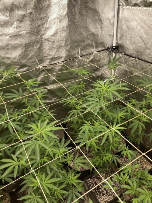 Zoy Sauce Clones (my Cut). Week 2