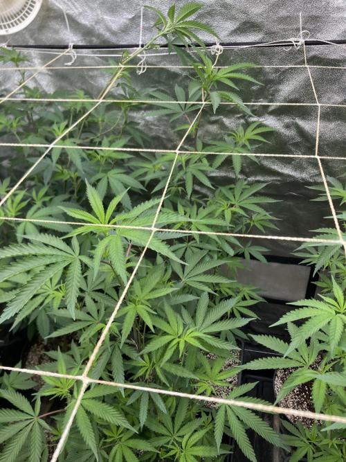 Zoy Sauce Clones (my Cut). Week 2