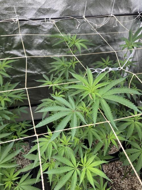 Zoy Sauce Clones (my Cut). Week 2