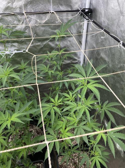 Zoy Sauce Clones (my Cut). Week 2