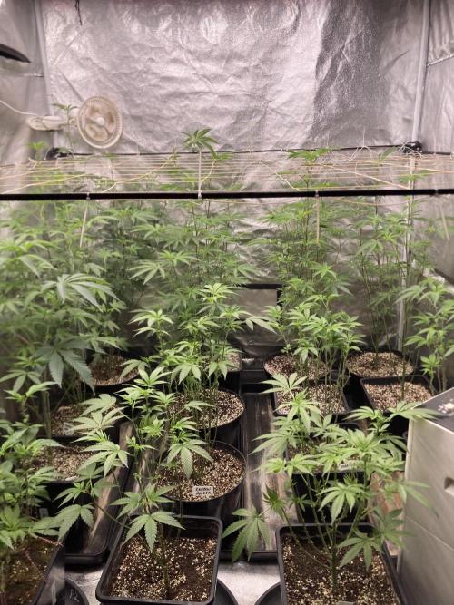 Zoy Sauce Clones (my Cut). Week 2